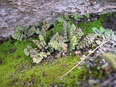 Asplenium petrarchae petrarchae