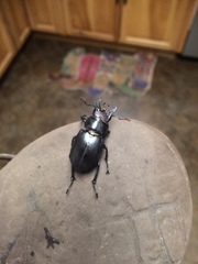 Lucanus placidus