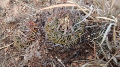 Echinofossulocactus pentacanthus