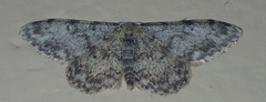 Idaea contiguaria