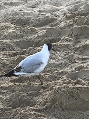 Chroicocephalus ridibundus