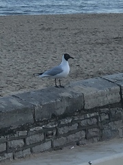 Chroicocephalus ridibundus