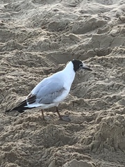 Chroicocephalus ridibundus