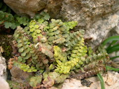 Asplenium petrarchae petrarchae
