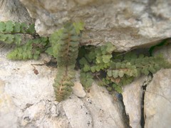 Asplenium petrarchae petrarchae