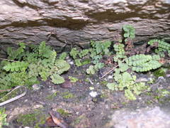 Asplenium petrarchae petrarchae