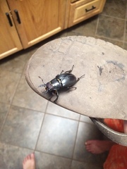 Lucanus placidus