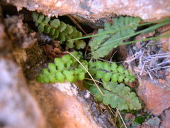 Asplenium petrarchae petrarchae