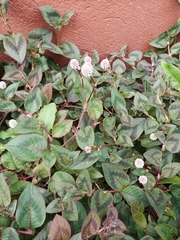 Persicaria capitata