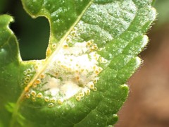 Melampsora rostrupii