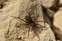 Pardosa morosa