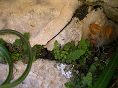 Asplenium petrarchae petrarchae