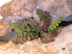 Asplenium petrarchae petrarchae