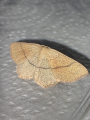 Cyclophora suppunctaria