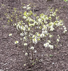 Fothergilla gardenii