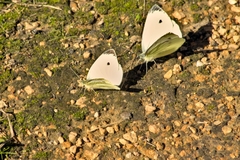 Pieris rapae
