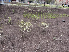 Fothergilla gardenii