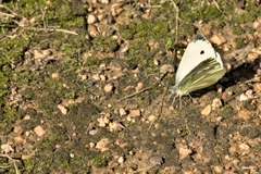 Pieris rapae