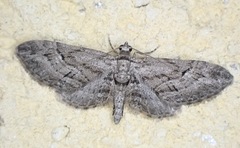 Eupithecia oxycedrata