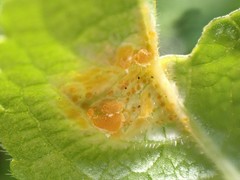 Melampsora rostrupii