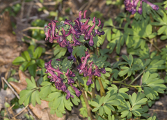 Corydalis solida