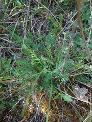 Seseli montanum