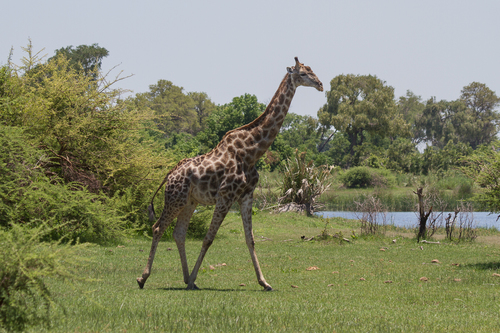 Giraffa giraffa