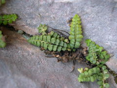 Asplenium petrarchae petrarchae