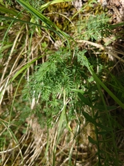 Seseli montanum