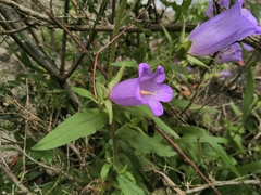 Campanula medium