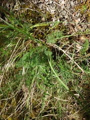 Seseli montanum