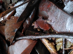 Rhinella castaneotica