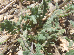 Phacelia affinis