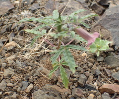 Sesamum triphyllum triphyllum