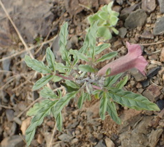 Sesamum triphyllum triphyllum