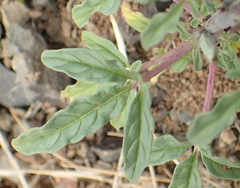 Sesamum triphyllum triphyllum