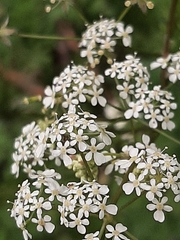 Anthriscus sylvestris