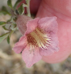 Sesamum triphyllum triphyllum