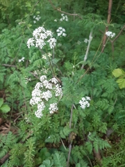Anthriscus sylvestris