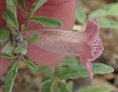 Sesamum triphyllum triphyllum