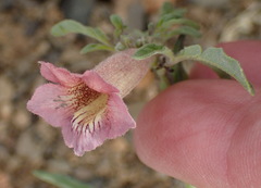 Sesamum triphyllum triphyllum