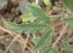 Sesamum triphyllum triphyllum