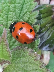 Coccinella septempunctata