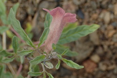 Sesamum triphyllum triphyllum