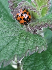 Harmonia axyridis