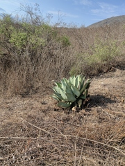 Agave potatorum