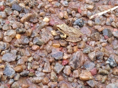 Pristimantis chiastonotus