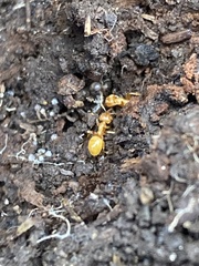 Lasius claviger