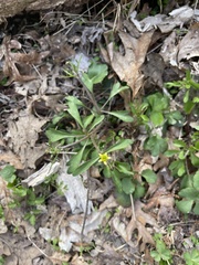 Ranunculus micranthus