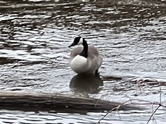 Branta canadensis